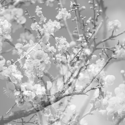 Masabumi Kikuchi - Hanamichi - The Final Studio Recording, Vol. II