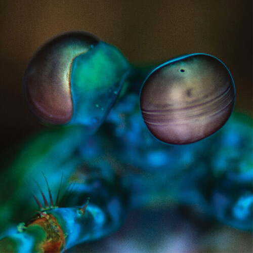 Melvin Gibbs - Amasia: Anamibia Sessions 2