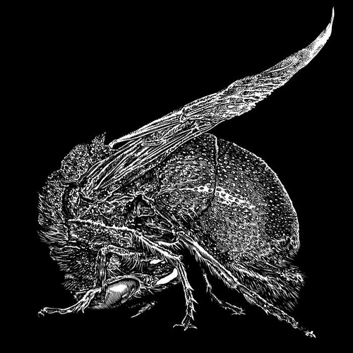 Casey Golden Trio - Miniature